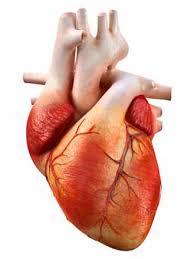 hjertesvikt Forekomst av arytmi korrelerer med FEV1 Perifer muskeldysfunksjon 30% lavere muskelmasse i