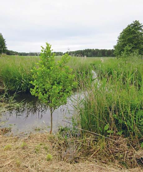 OPPSUMMERING: Fordeler og ulemper med trær langs jordbruksvassdrag Ulemper: Påvirker matproduksjon negativt pga: Ødelegger dreneringsrør Kan spre ugras og skadedyr Skygger for åkervekster Fordeler: