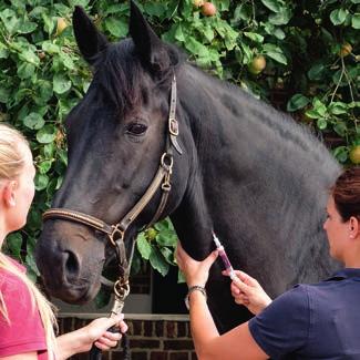 Hvordan diagnostiseres EMS? Hestens overvekt, de typiske fettdepotene og en eksiterende eller tidligere forfangenhet er tydelige tegn.