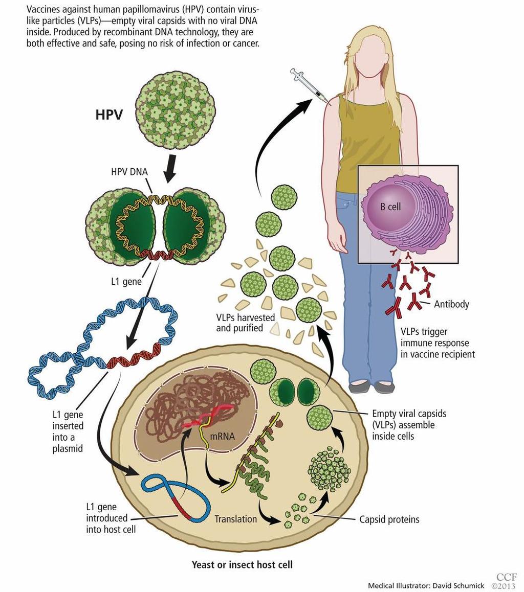 HPV vaksinen Vaksinantigen: L1 protein