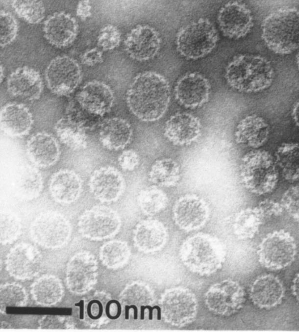 viruspartikler uten DNA JIN W et al.