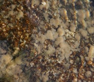 makroskopiske alger