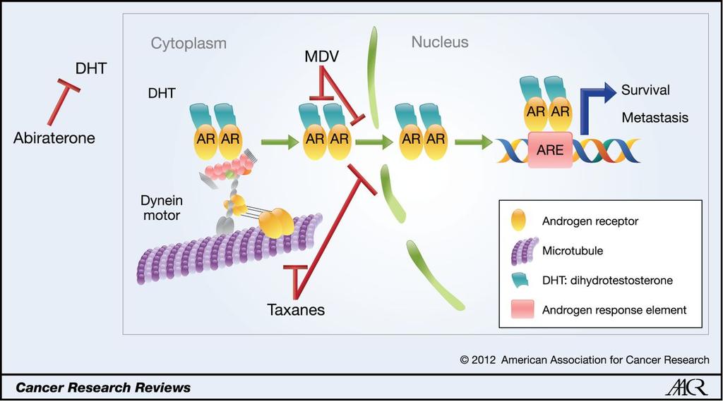 Proposed model of taxane mechanism of action in prostate cancer.