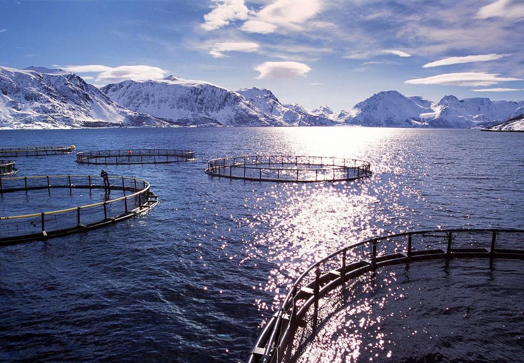 Problemstillinger - eksempel Problemstillinger P 1 a) Hvordan kan deler av Vestfold- og Telemarkskysten deles inn i fangstteiger for å ivareta et bærekraftig leppefisk-fiskeri?