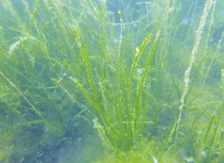 Nedst: Dominerande vegetasjon av raudlo og andre trådformede algar (t.v.),