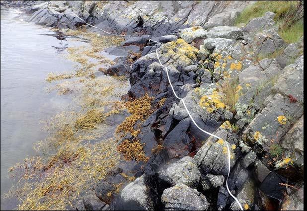 S3 - Røssholmen Fjørestasjon S3 - Røssholmen er ei moderat bratt og kupert hardbotnfjøre av oppsprukke fjell med eit belte av marebek opptil 1-2 m over tangvegetasjon (figur 9).