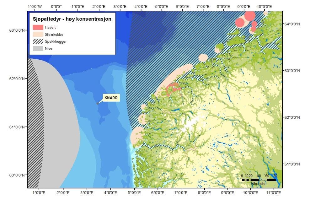 6.2.6. Sjøpattedyr Det finnes fast og sporadisk en rekke arter av hval i Nordsjøen. Det er imidlertid ikke registert spesiell forekomst eller ansamling av hval ved Knarr.