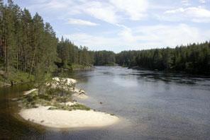 3 Fisk Det ble til sammen funnet fire fiskearter i 21. Tettheten av laks- og ørretunger var lav.