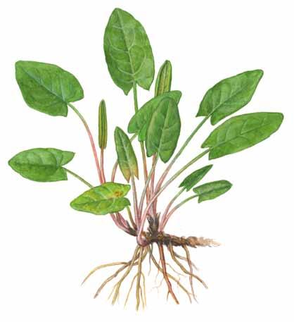 Engsyre Rumex acetosa Engsyre vokser vanligvis i eng, beitemark og skog.