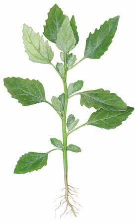 Meldestokk Chenopodium album Meldestokk er en næringsrik og velsmakende plante som er vanlig å