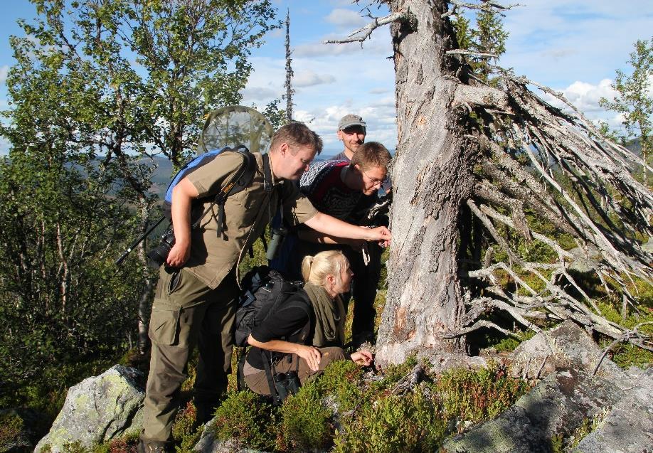 NOA, Hedmark, Buskerud, Nordland jobber en god del med skogsaker, og mange