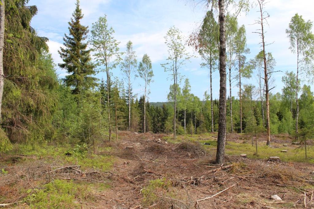 området på toppen av planområdet