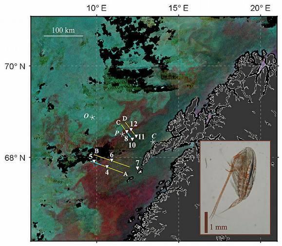 Nye satellittbilder av raudåte viser at den har en enorm utstrekning fra Helgeland til Troms. Forskeren ble overrasket over dens enorme utbredelse i norske farvann.