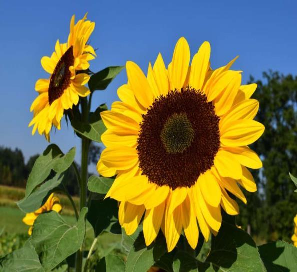 Juni/Juli SOMMER, SOL, BADING, UTFORSKING, FERIETID OG KOS Mål: Barna deler gode opplevelser gjennom barnehagehverdagen.