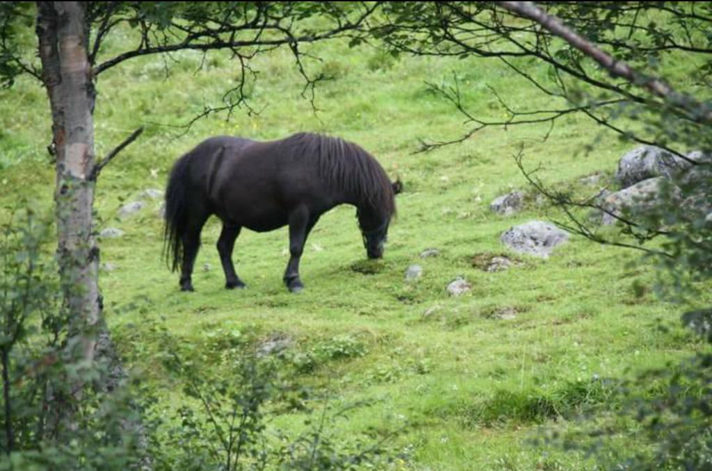 Kor lenge søv ein hest, og ligg hesten når han søv? Innlevert av 5.-7.