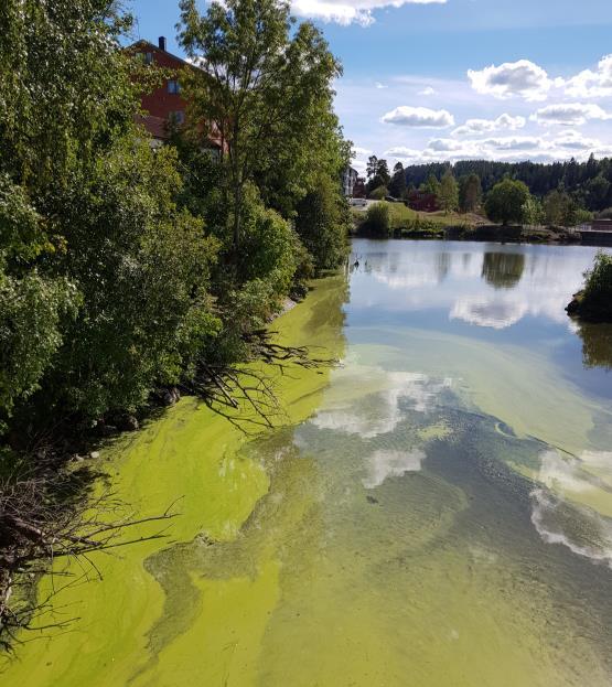 EU-kommisjonens anbefalinger landbruk Sikre koblinger mellom miljømålene og regelverk. Bindende krav som begrenser avrenning av både nitrogen og fosfor.