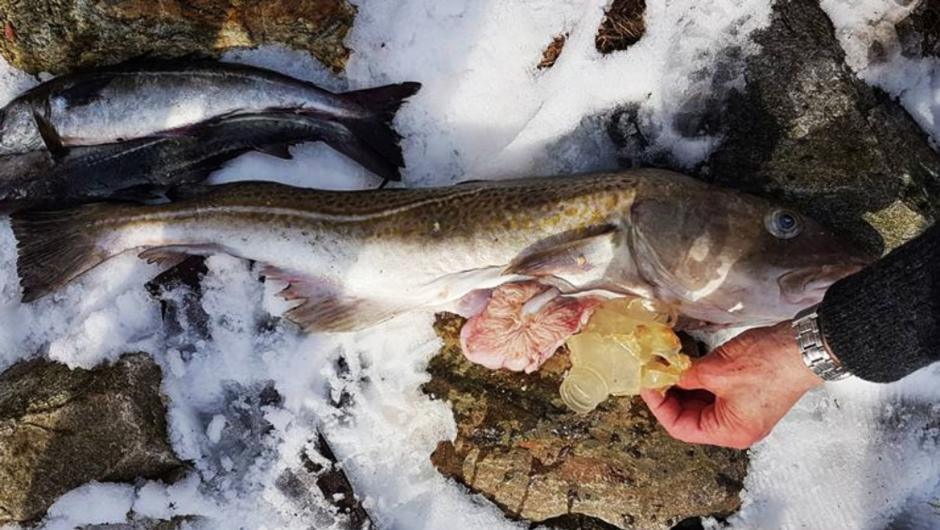 Plasthvalen eller plasttorsken.