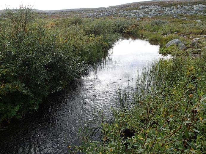 Antall laks (venstre) og aure (høyre) på kvalitativ stasjon i liten bekk som renner inn i restfeltet via en kulvert. Legg merke til forskjell i skalaen på Y-aksene. Stasjonen er vist i Figur 1.