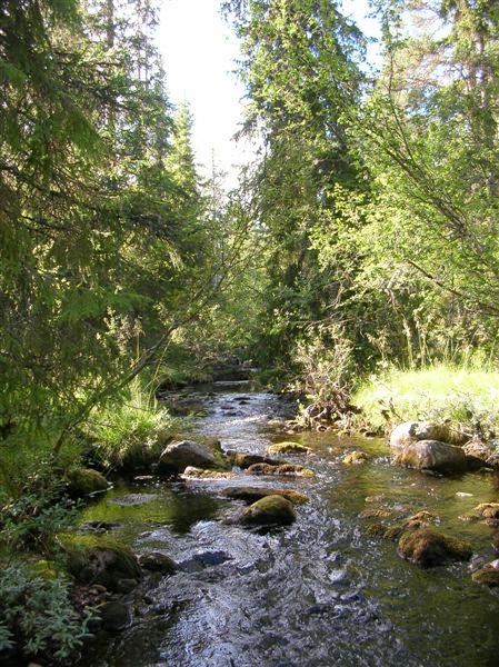 Foto: Terje Blindheim Kjerneområde viser frodig granskog på noe