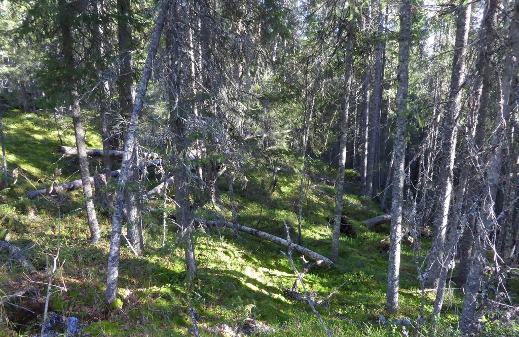 1447 Kriterier for naturverdi i skog Erik Framstad, Rune