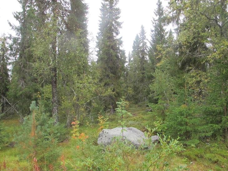 I bakgrunnen ses Gråkletten naturreservat.