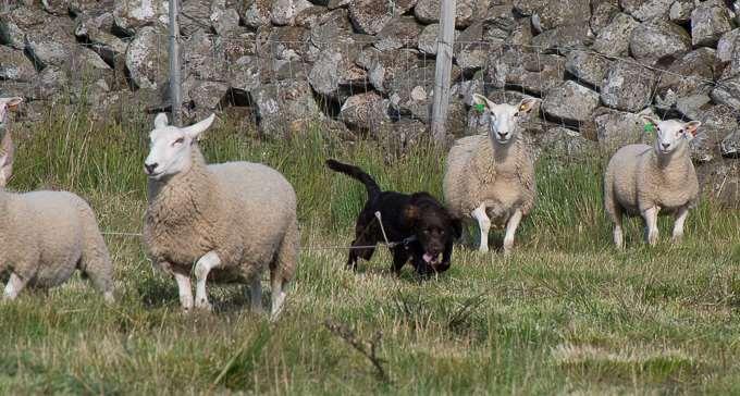 Saueaversjon Er du usikker på om hunden din jager sau, så kom å teste den. Vi planer å ha 3 kvelder f.o.m august.