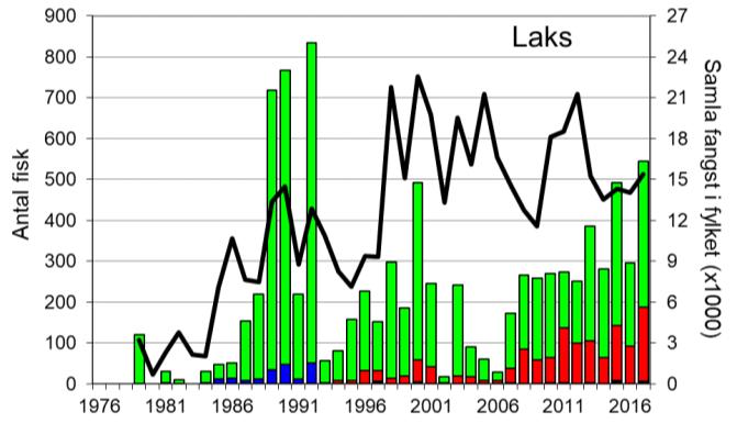Etter ein periode med dårlege fangstar tidleg på 2000-talet, har fangstane auka, og i 2017 vart det fanga 545 laks (snittvekt 2,6 kg), den høgaste fangsten sidan 1992.