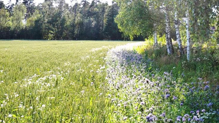 styvingstrær og skjøtsel av gårdsdammer Foto: