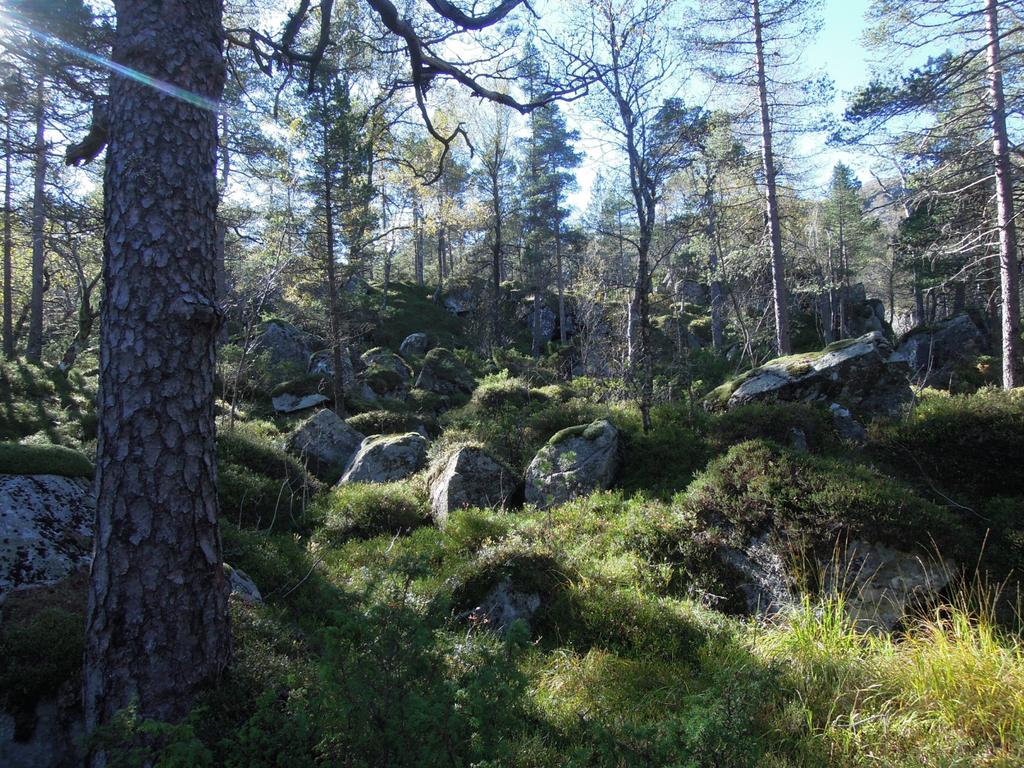 Oversikt over området, sett