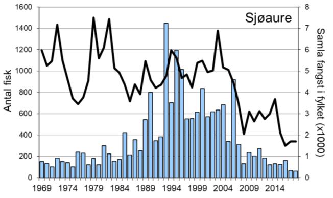 faktorar. For sjøaure er det ingen klar samanheng. Sidan 2010 har ein del fisk vorte sett ut i elva, i 2018 vart 13 % av laksane og 36 % av sjøaurane sett ut att. FIGUR 1.