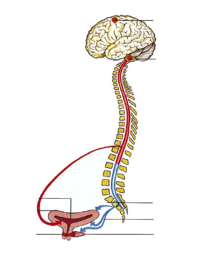 Blærens nevrologi A: Cerebralt miksjonsenter Fullt bevisst koordinert tissing omkring 4 års alder B: Pontint miksjonssenter Ved modning hemmes refleksen og blærefullhet kan fornemmes ved 2års alder