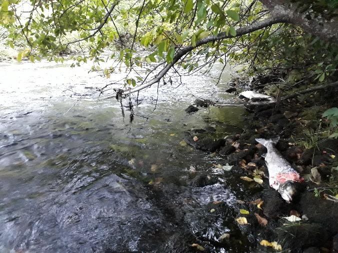 Figur 3. Død laks, høyst sannsynlig tatt av oter, ved gyteområdene i øvre del av Rødalselva høsten 2018. Foto: Sylte- og Moavassdraget forvaltningslag.