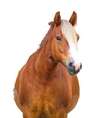 ANBEFALINGER til et 20-ukers treningsprogram Treningen skal tilpasses hestens kondisjon og helse.
