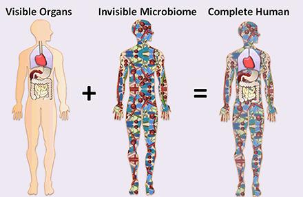 Bearbeidet versjon fra: Appanna V.D. (2018) The Human Microbiome: The Origin. In: Human Microbes - The Power Within.