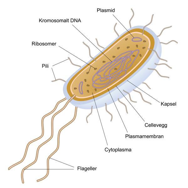 Dyrecelle Bakterie