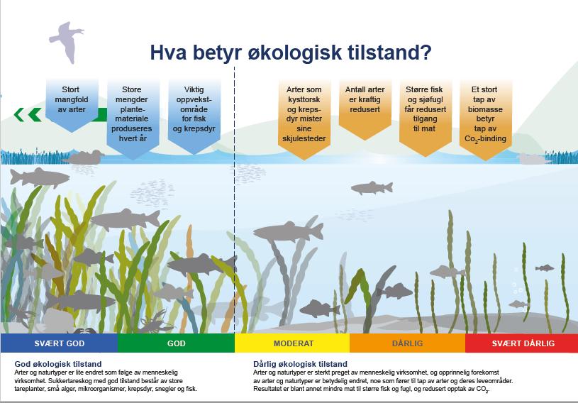 3. Miljøtilstanden i vannregionen hvordan står det til med vannet vårt? Når vi skal fortelle hvordan det står til med vannet vårt, bruker vi ordet miljøtilstand.