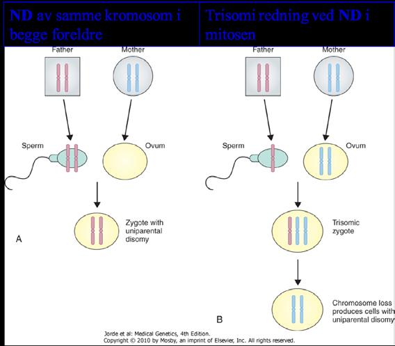 kromosomtall, men begge de to kopiene av det feilsegregerte kromosomet kommer fra den ene av foreldrene (fra far i eksempelet i figur A nedenfor).