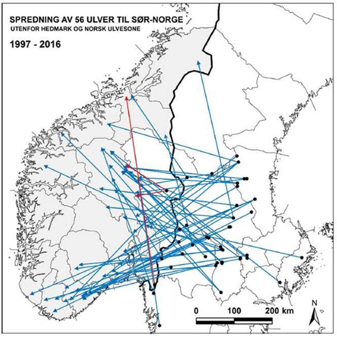 Side 12 av 17 Fig 5. Spredning av ulv til Sør-Norge utenfor ulvesonen. Nesten alle individer vi har fått inn over Sør-Norge stammer fra revir fra svensk side.