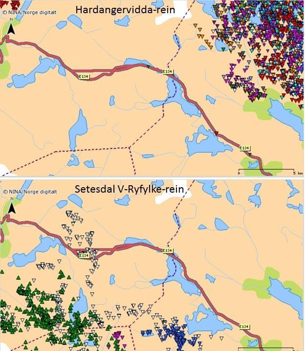 Figur 5.6. Data fra GPS-merket rein de siste 15 årene har kun dokumentert en kryssing av E134, en simle fra SR. Plottene er hentet fra www.dyreposisjoner.