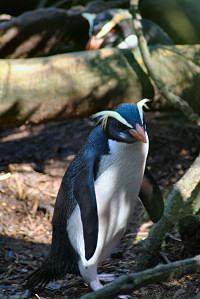 Spørsmål 33 Pingviner og skog er to ting som kanskje ikke synes å passe sammen, men Skogpingvinen har
