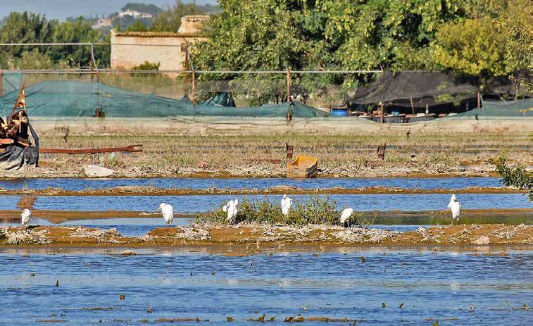 VEGA BAJA Det kraftige regnværet, elven Segura og kanalene som rant over sine bredder, har ført til at store jordbruksareal i Vega Baja står under vann.