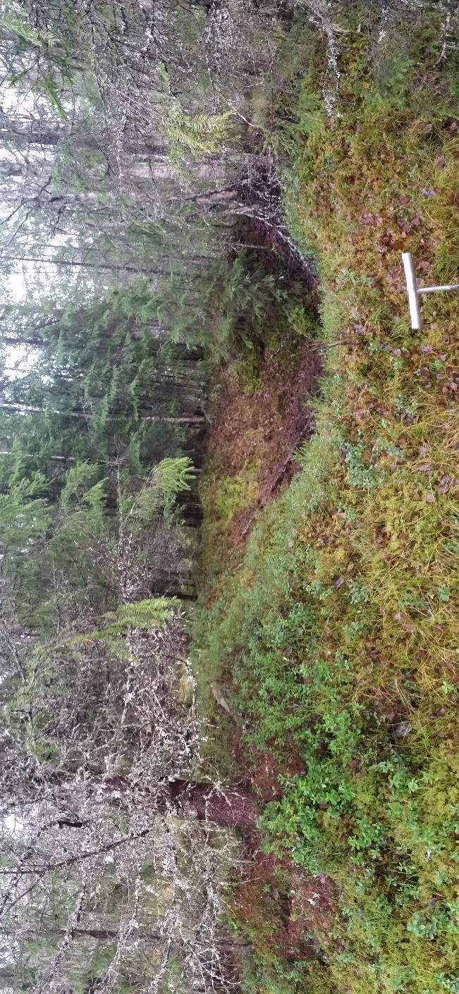 Id 247913-2 Fangstgrop Stor rund fangstgrop som måler 11 meter i diameter med kraftig voll. Vollen måler 2 meter i bredde med opptil 60 cm i høyde. Indre form er skålformet med dypeste mål på 2 meter.