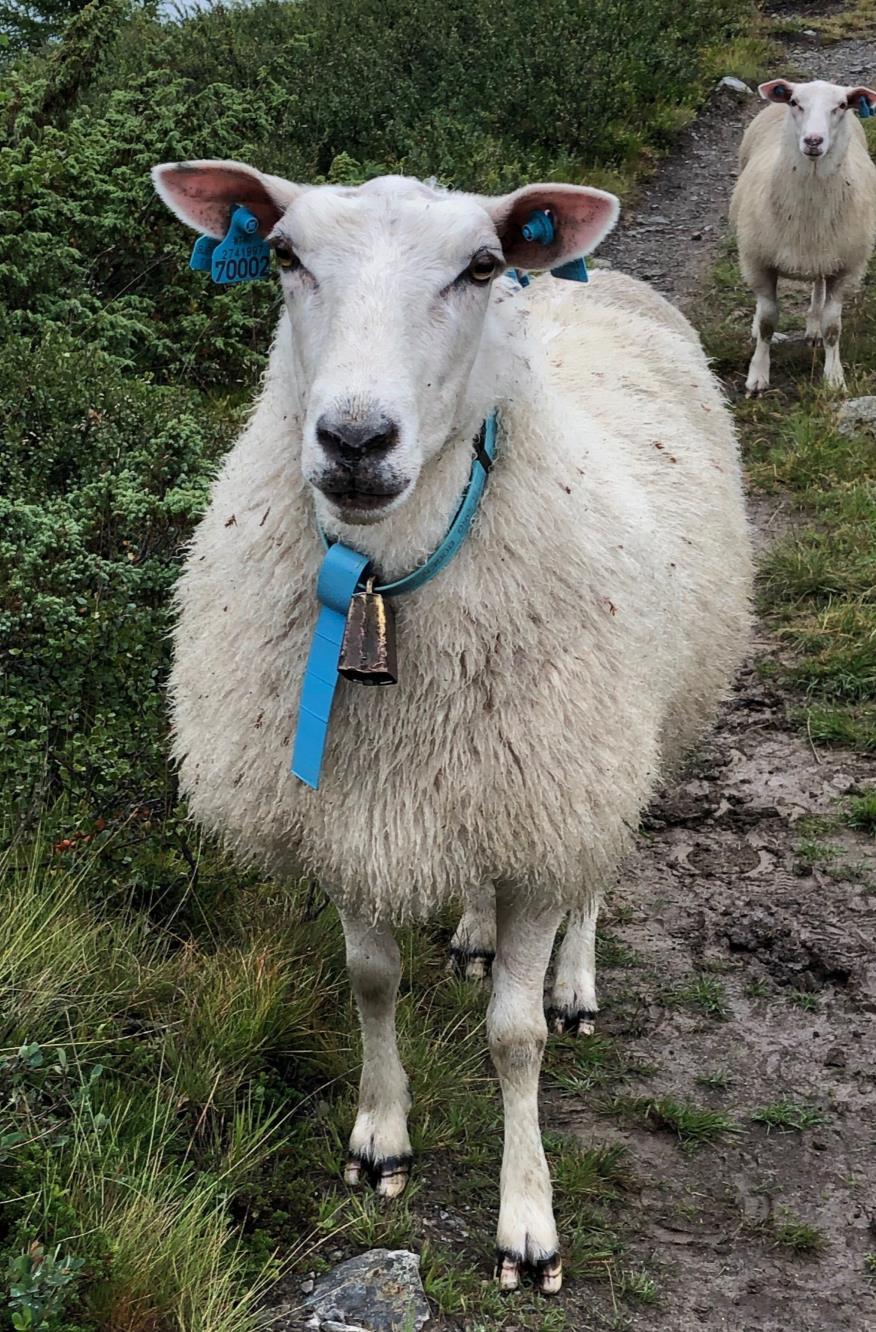 Oppsummering Jordbruksinntekta ned med 11 prosent Avlingssvikt og lågare prisar viktige årsaker Nedgang for dei fleste driftsformene, mest for korn Auke for frukt og bær Investeringsnivået er