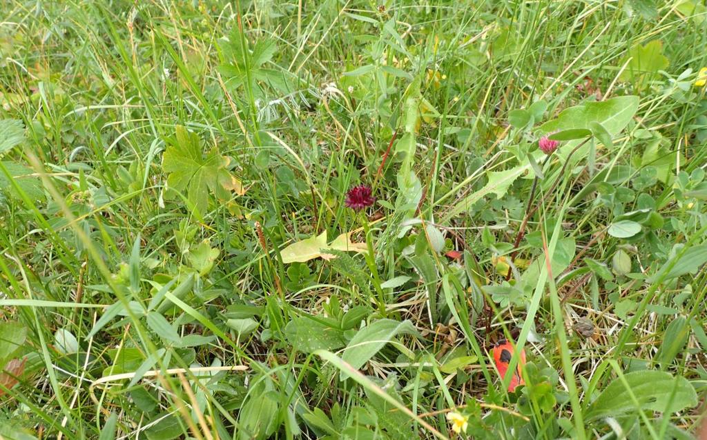 for de unge svartkurleplantene som måtte finnes her. Alternativt kan man beskytte blomstrende svartkurler med nettingbur.