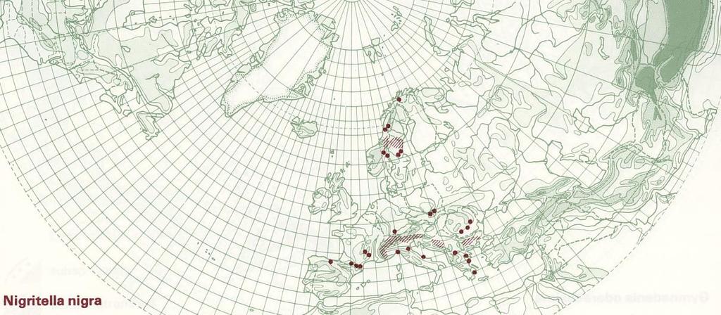 2.2 Utbredelse og forekomst Svartkurle er en rent europeisk plante med utbredelse i Pyrenéene, Mellom-Europa og Norden, se utbredelseskart i figur 5. Arten er ikke kjent utenfor Europa.