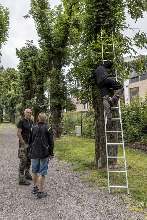 2 Materiale og metode Oppfølgingen av eremitt i 2017 var delt inn i tre deloppdrag med ulik metodikk. 2.1 Deloppdrag A.