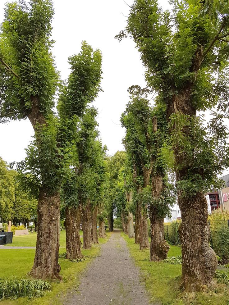 Figur 4. Askealléen ved Tønsberg gamle kirkegård (trerekke 1 og 2).