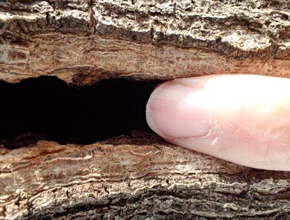 Normalt har vi dessuten kun tilgang til topplaget av mulda, mens larvene vil fordele seg nedover hele hulheten. Vintersprekker øker tilgjengeligheten til hele «muldsøyla» inne i hulheten.