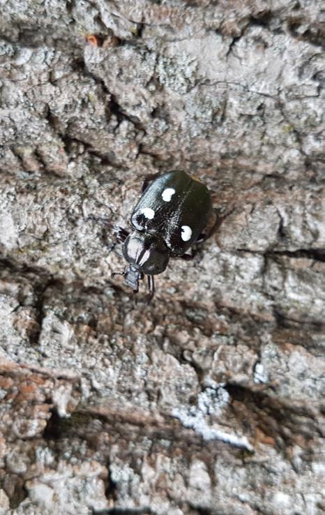 1 Innledning Eremitt Osmoderma eremita (Scopoli, 1763) er en stor, brunsvart bille i familien skarabider, Scarabaeidae (i underfamilien gullbasser, Cetoniinae (Figur 1 2).