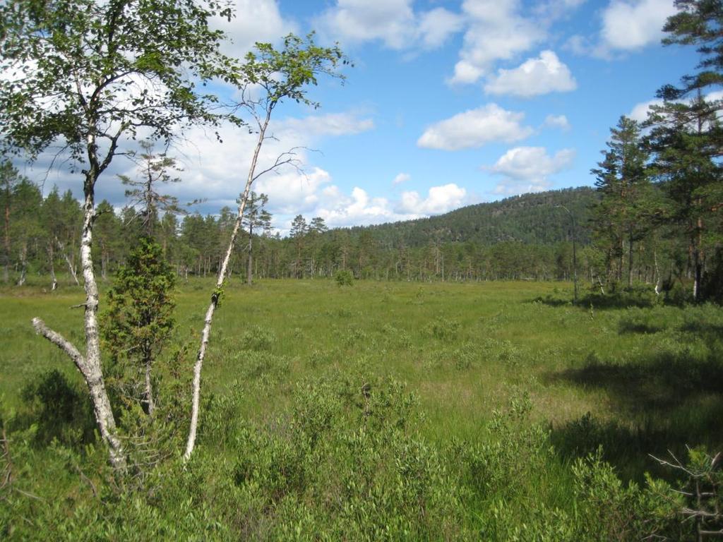 Miljørapport fra Norsk Skogsertifisering For